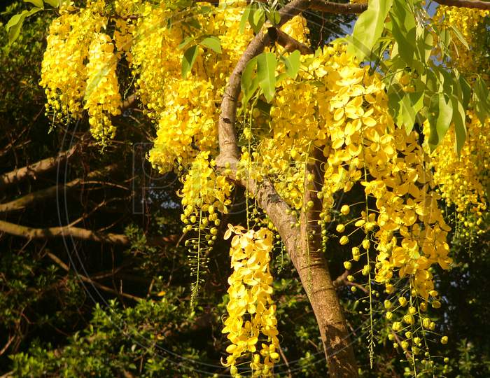 Golden Shower Tree，Golden Shower Senna，Indian Laburnum，Pudding Pipe Tree