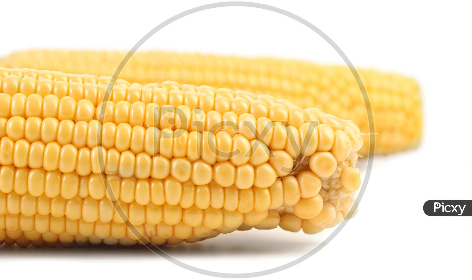 Close Up Of Fresh Corn Ear. Isolated On A White Background.