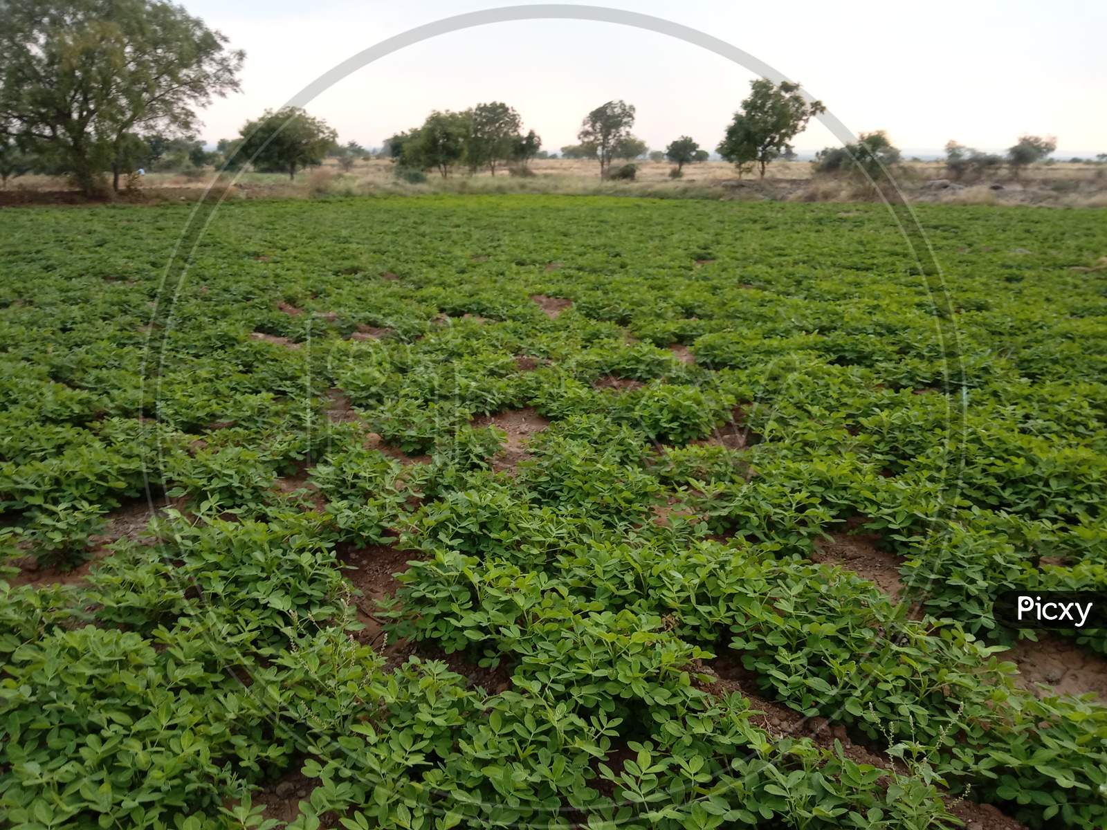 Global Warming and Groundnut Cultivation
