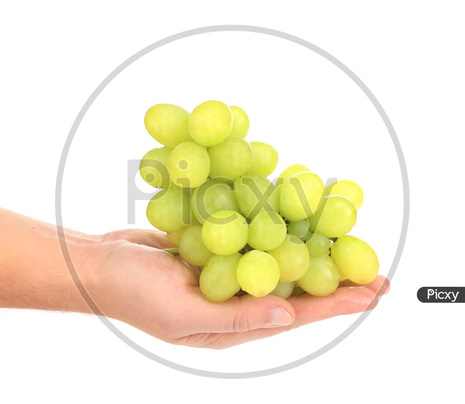 Branch Of Green Ripe Grapes On Hand. Isolated On A White Background.