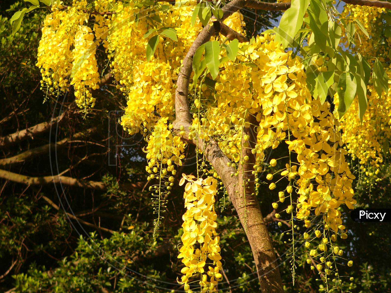 Golden Shower Tree，Golden Shower Senna，Indian Laburnum，Pudding Pipe Tree