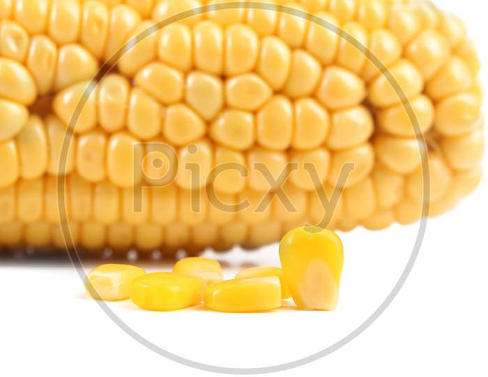 Tasty Yellow Ear Of Corn.  Isolated On White Background