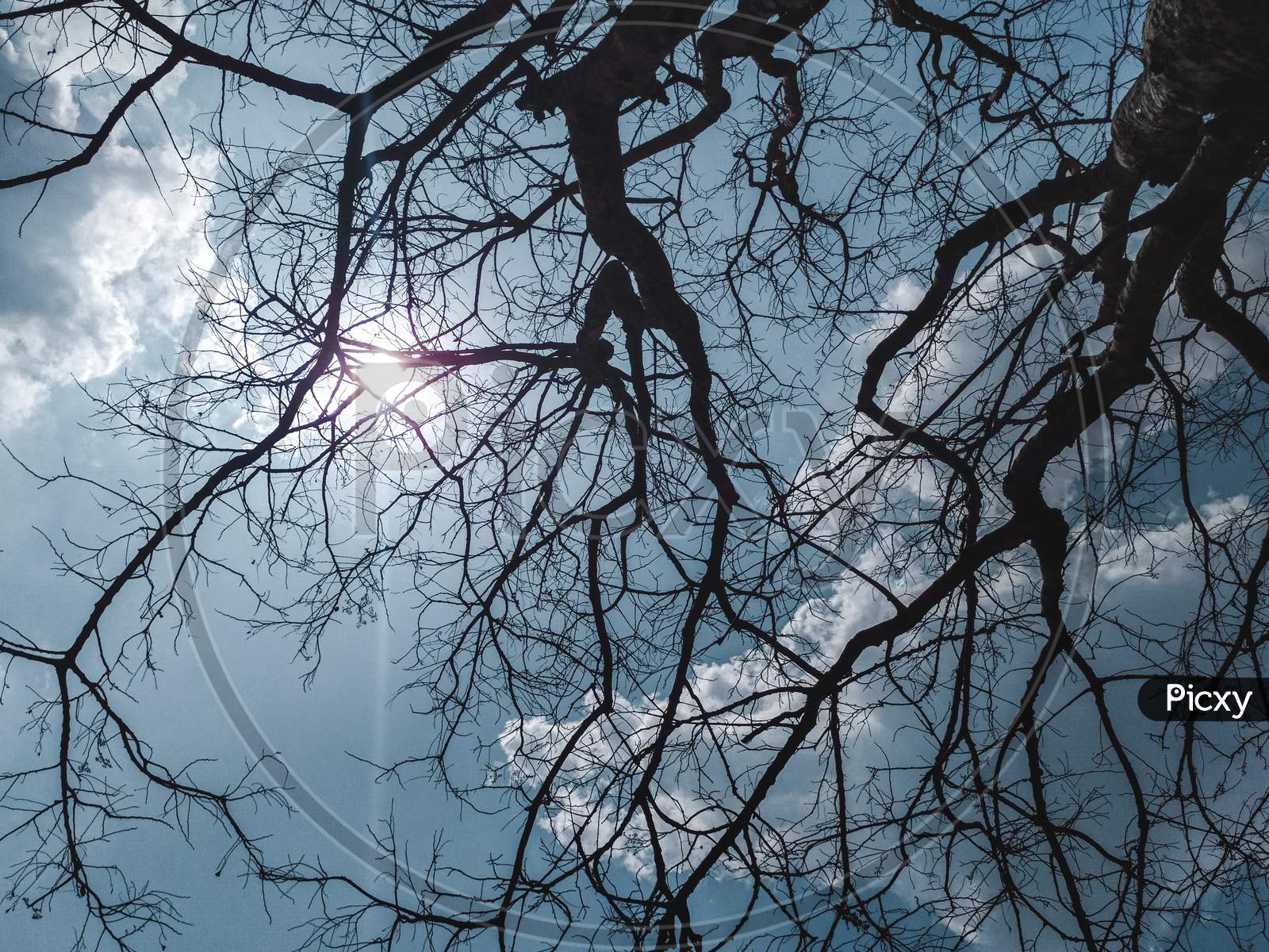 Dry branches of a tree and the sky