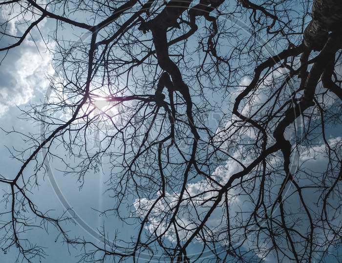 Dry branches of a tree and the sky
