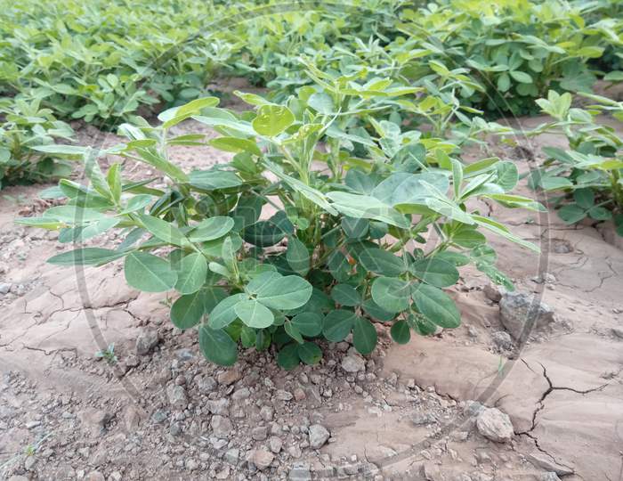 Global Warming and Groundnut Cultivation