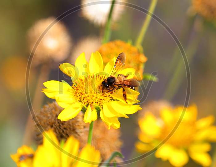 A great honeybee or apis dorsata bee working on wild yellow marigold flower