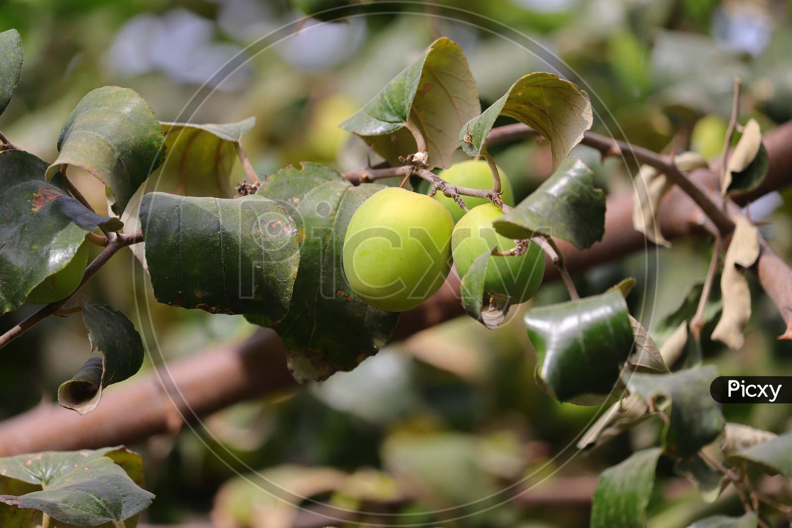 green unripe jujube fruit hanging on tree in farm