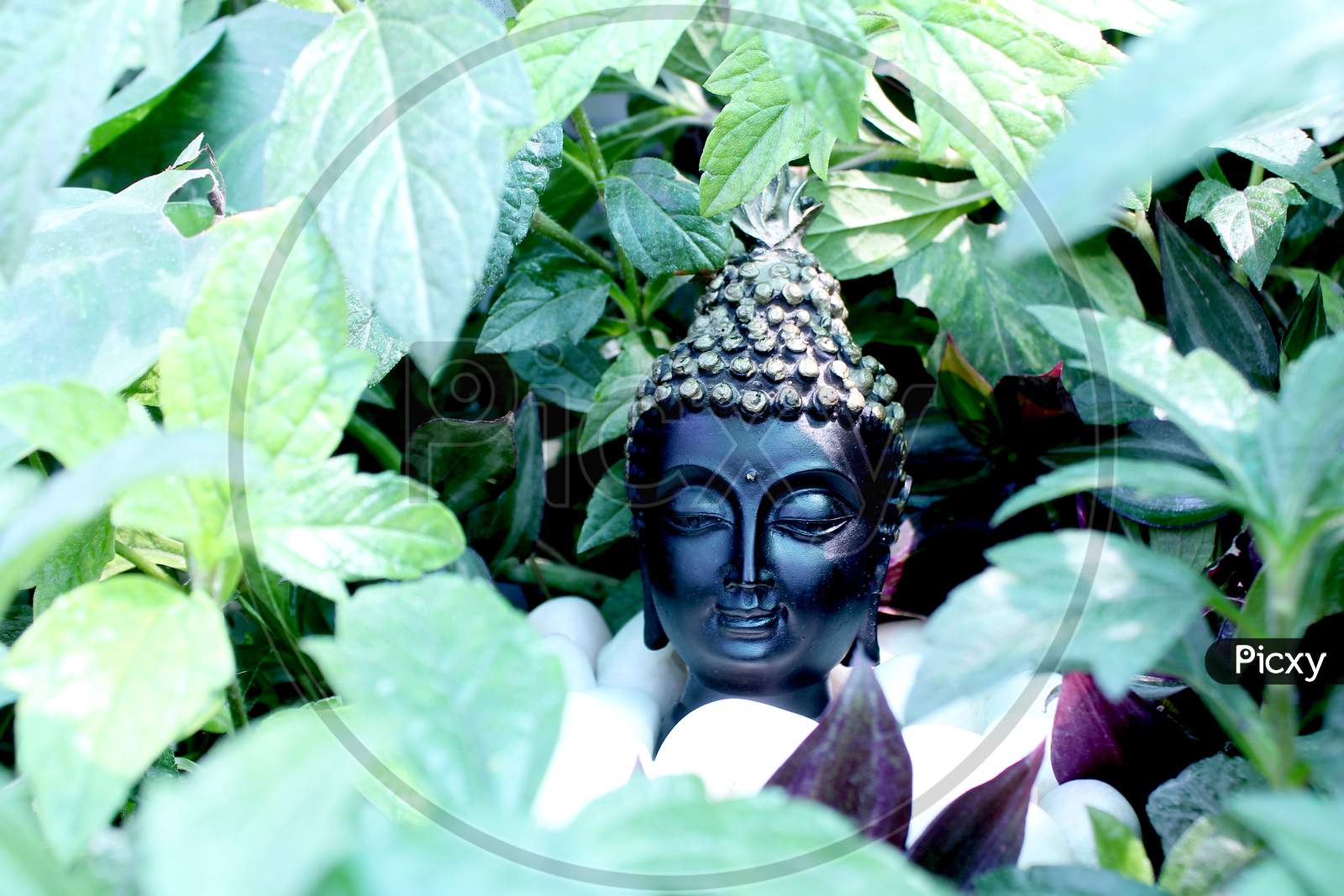 Gautham Buddha Statue in a House Lawn