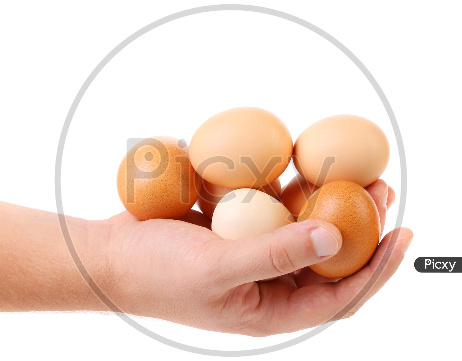 Hand Holding Brown Eggs. Isolated On A White Background