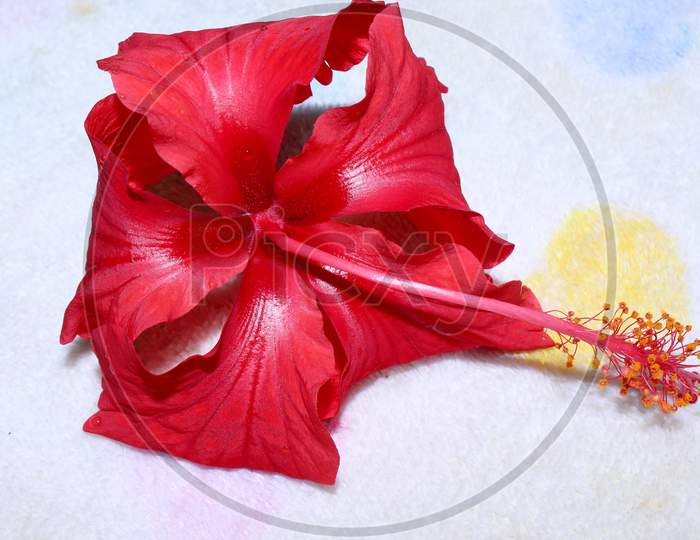 Hibiscus Flower Closeup