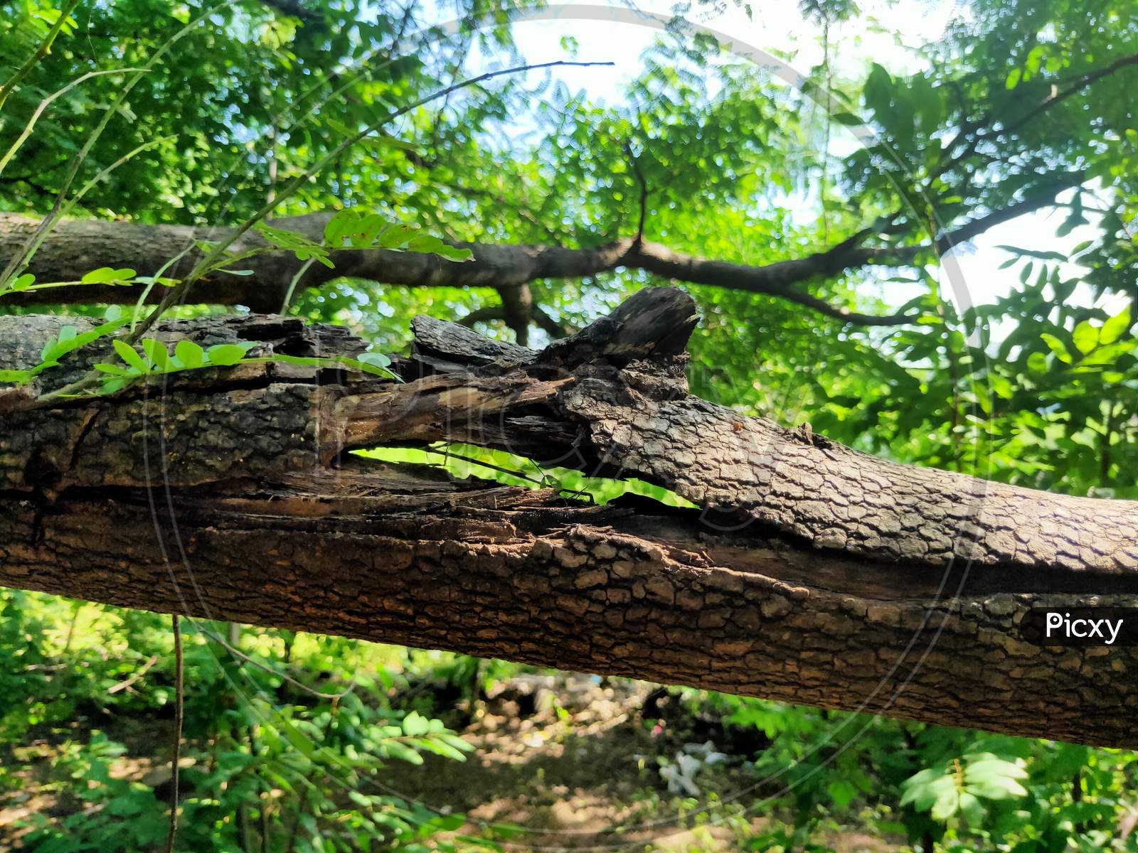 Photo of broken tree branch in a jungle