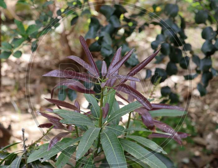 purple mango new leaves in full growth