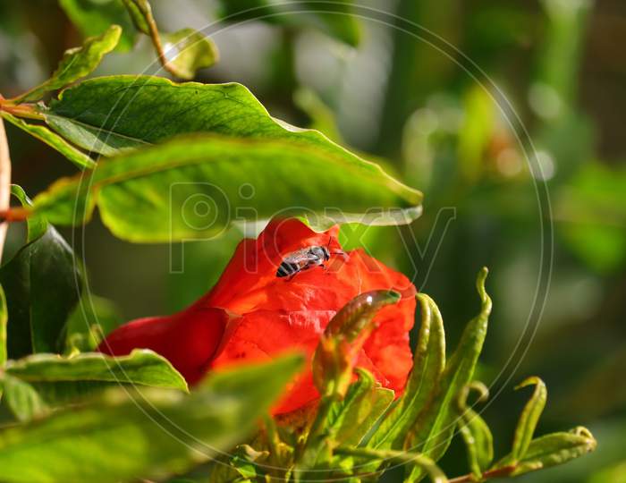 cut out focus shot of a honeybee resting on red pomegranate flower