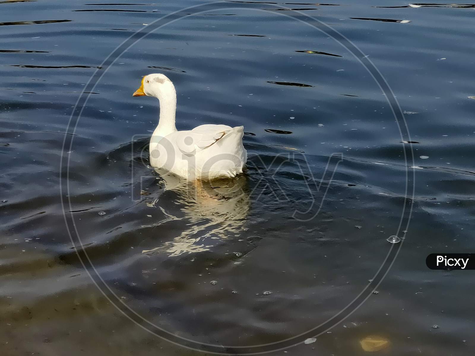 Photo of a Indian white duck