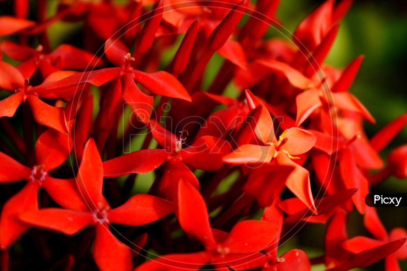 Bunch Of Red Flowers
