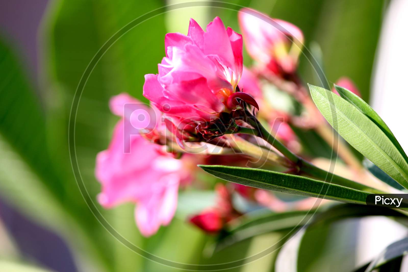 Pink  Oleander Flower Blooming on Plants