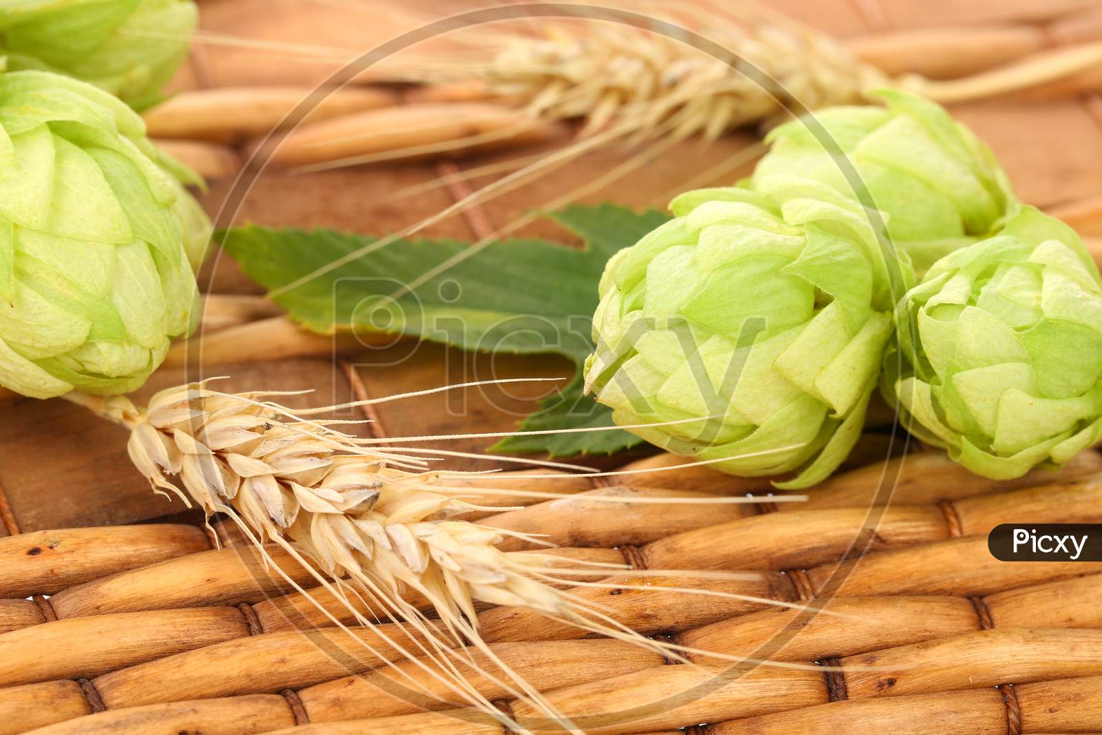 Closeup Of Hop And Wheat. On A Wooden Background