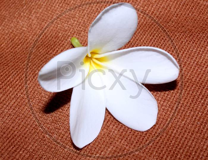 Crape jasmine Flower  For Worshiping Hindu Gods