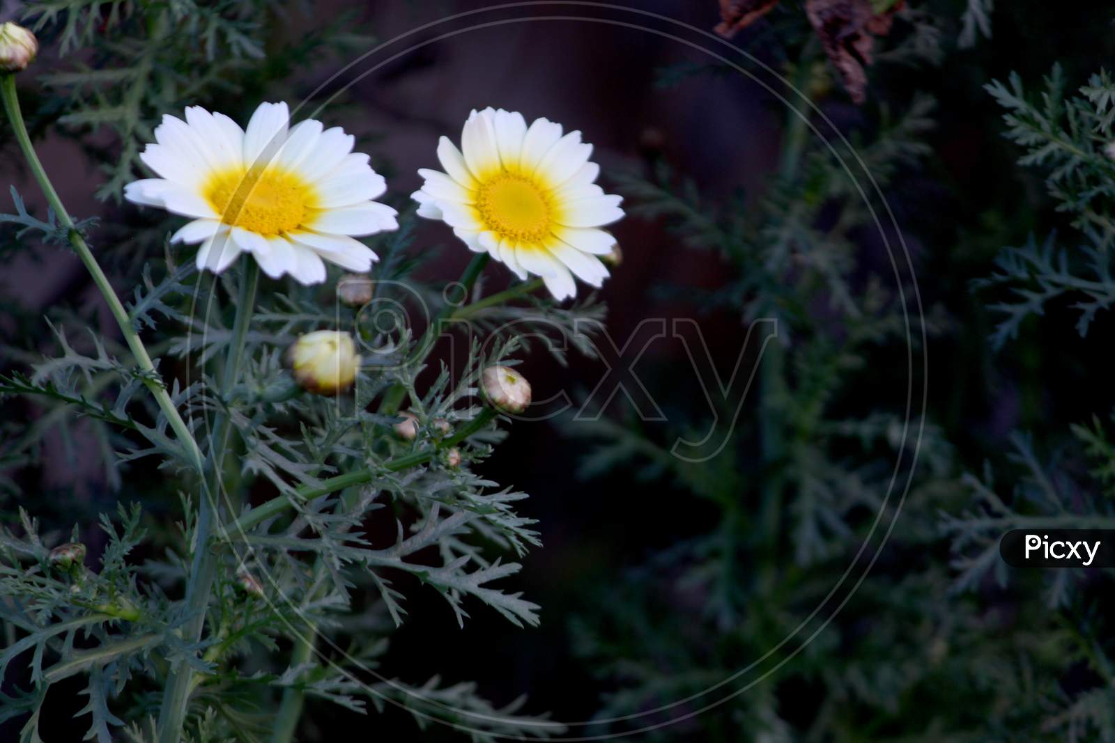 White Daisy Flowers Blooming on Plants