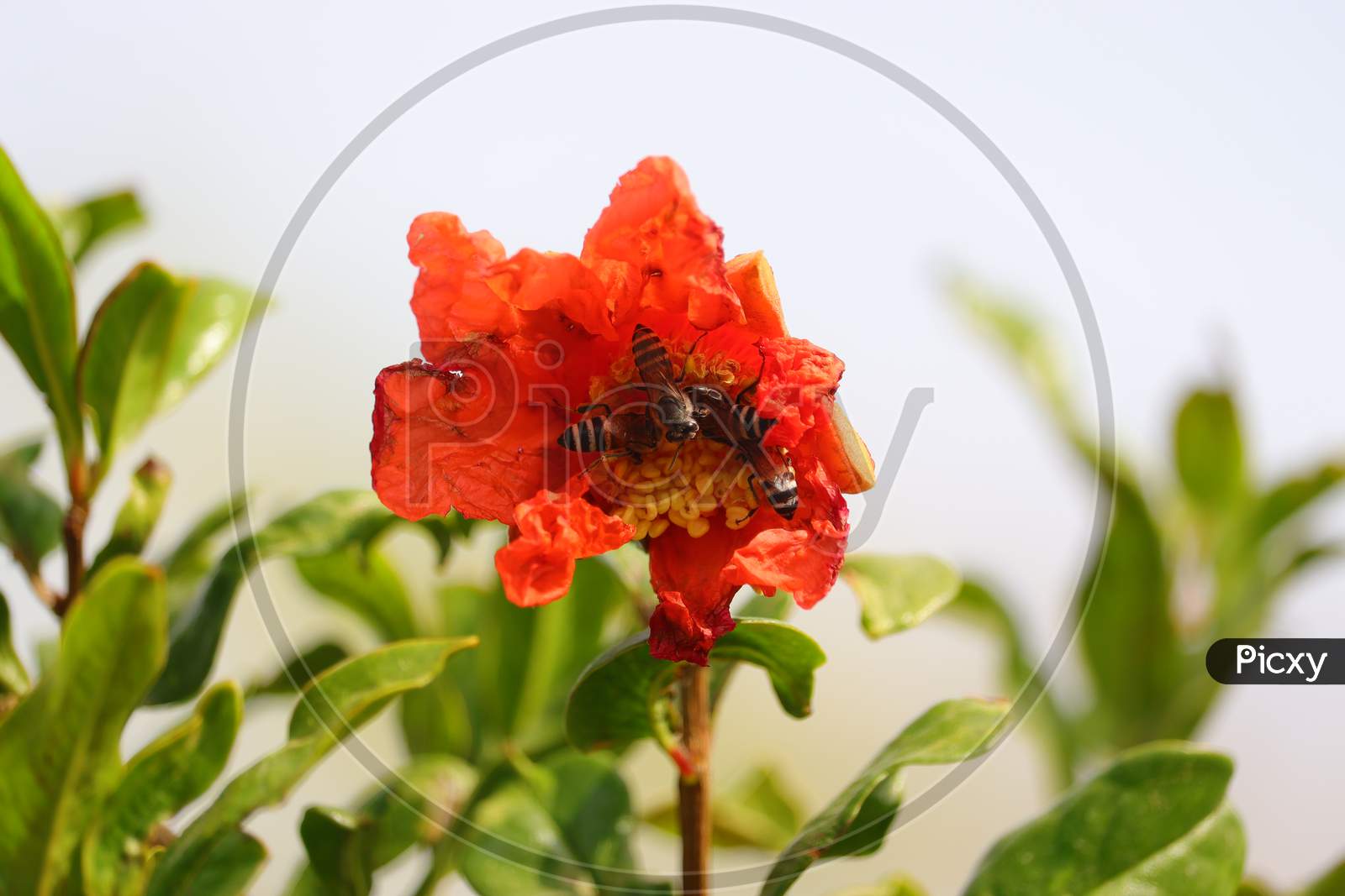 blur three honeybee collection nectar on red pomegranate flower