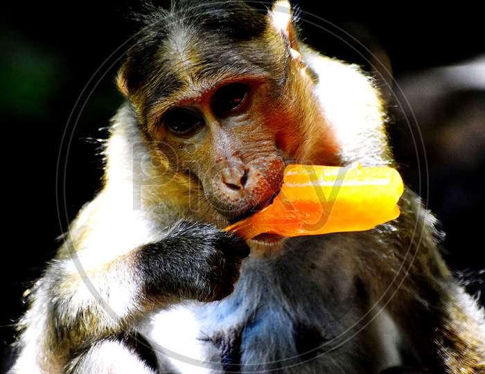 A Monkey Is Eating Something