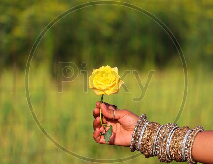 yellow rose hold on girl hand with copy space