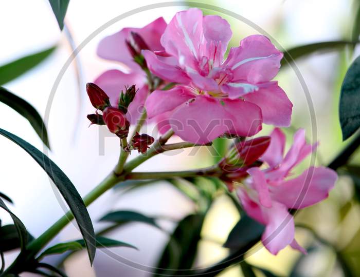Pink  Oleander Flower Blooming on Plants