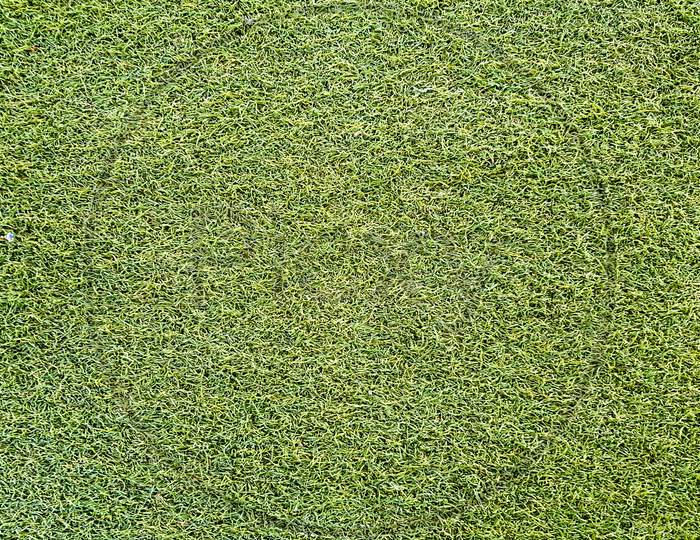 green grass turf background pattern texture.