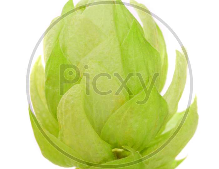 Close Up Of Hop Flower. Isolated On A White Background
