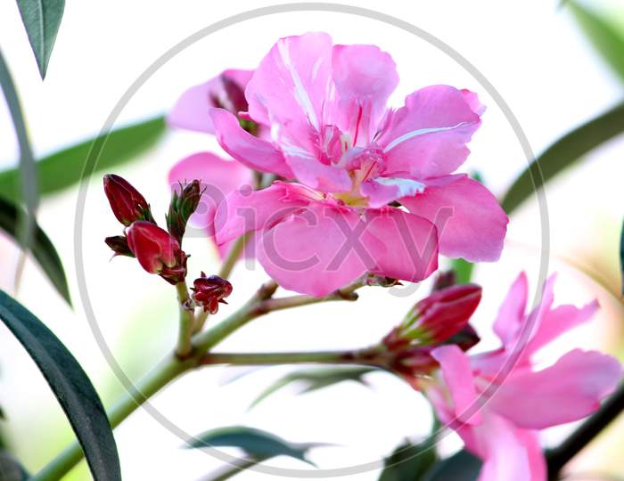 Pink Flowers Blooming on Plants In a House Garden