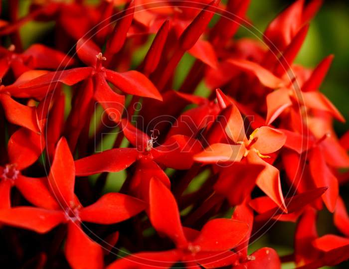 Bunch Of Red Flowers