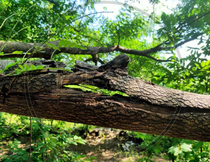 Photo of broken tree branch in a jungle