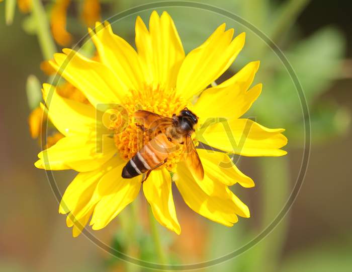 honeybee collecting nectar on wild yellow marigold flower