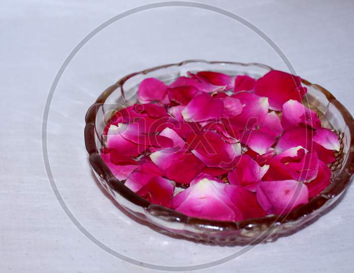 Rose Flower Petals In a Bowl Closeup