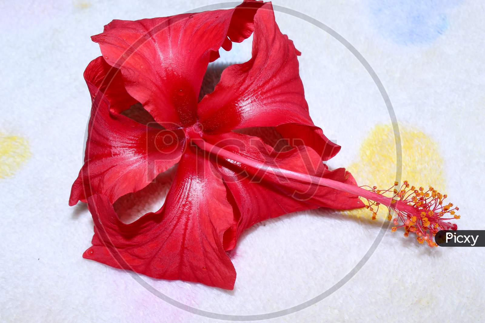 Hibiscus Flower Closeup