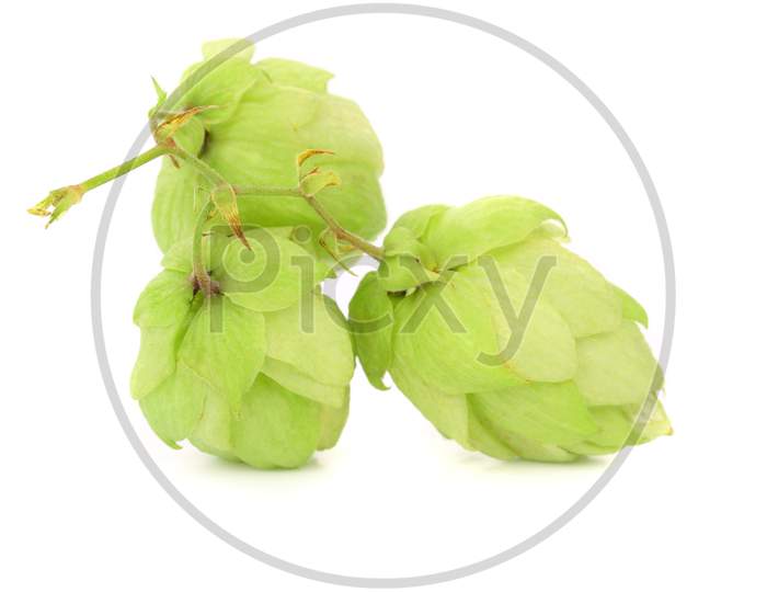 Close Up Of Hop Flowers. Isolated On A White Background