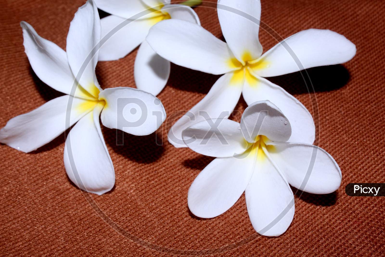 Crape jasmine Flower  For Worshiping Hindu Gods