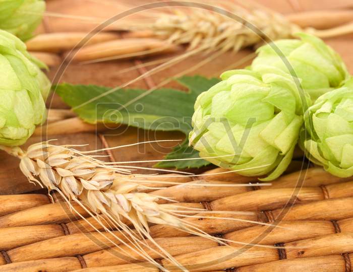 Closeup Of Hop And Wheat. On A Wooden Background