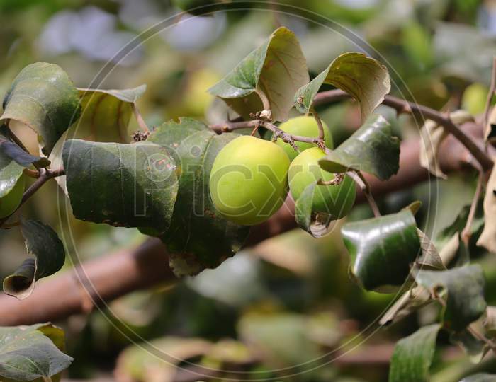 green unripe jujube fruit hanging on tree in farm