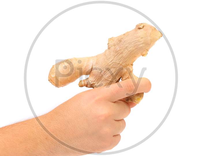 Hand Holding Ginger Root. Isolated On A White Background
