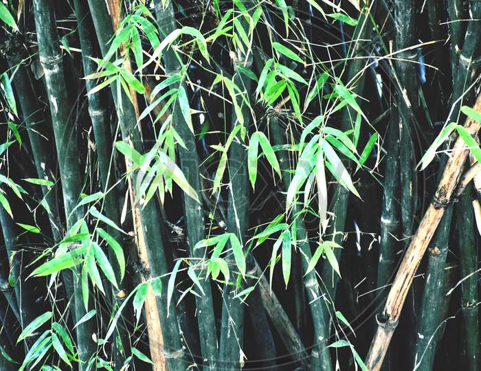Bamboo Trees In My Garden