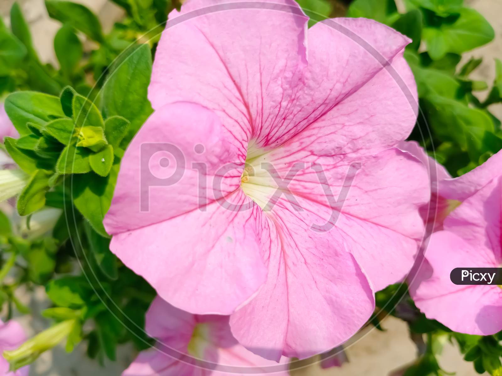 Pink Petunia flowers