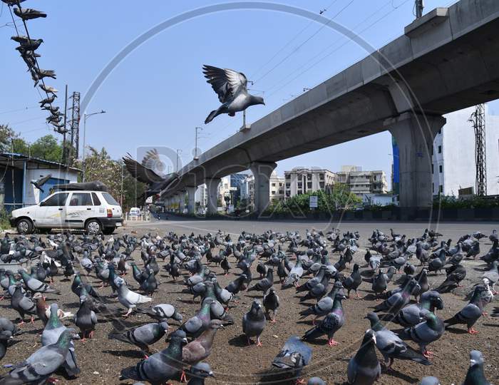 Pigeons occupy roads amid nationwide lockdown due to corona virus pandemic