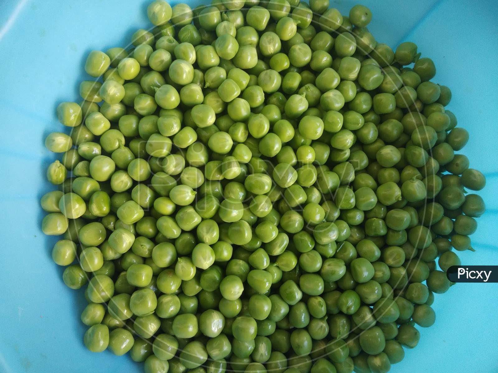 Pea grains in a pot, in the day time, in mirpur Azad Kashmir.