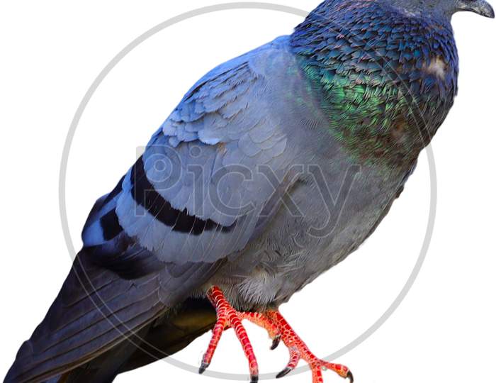 isolated pigeon on white background