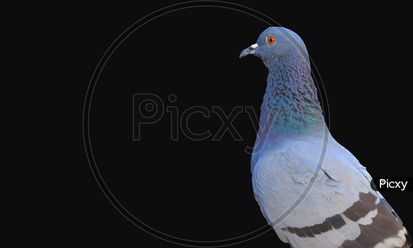 portrait of a male pigeon bird on black background