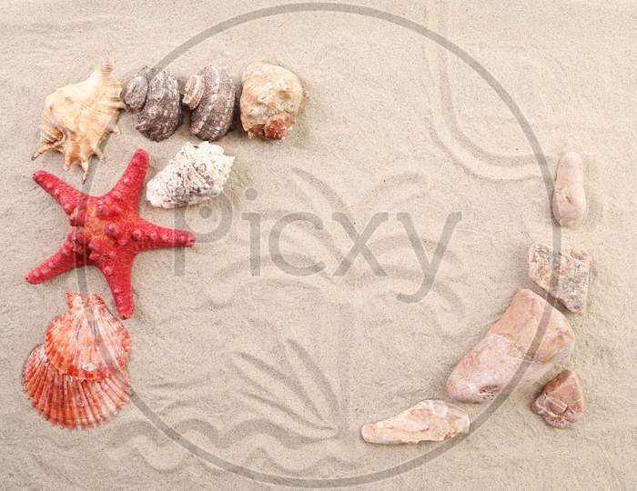 Palm On Sand Shells And Sea Start. Close Up. Whole Background.