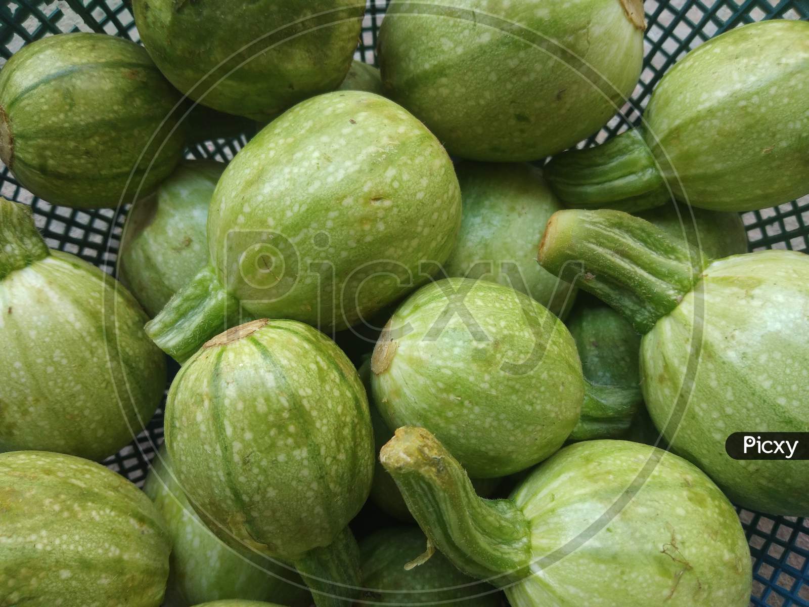 Apple gourd or round-melon, vegetable, in the day time, in mirpur Azad Kashmir.