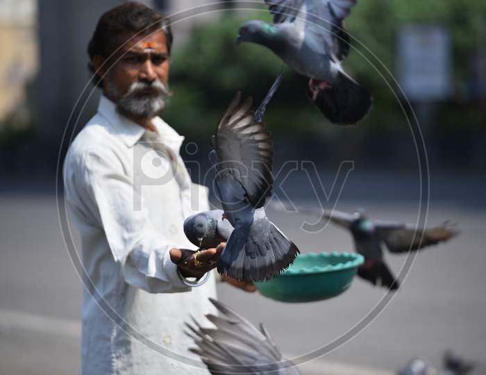 A man feeds pigeons on his hands