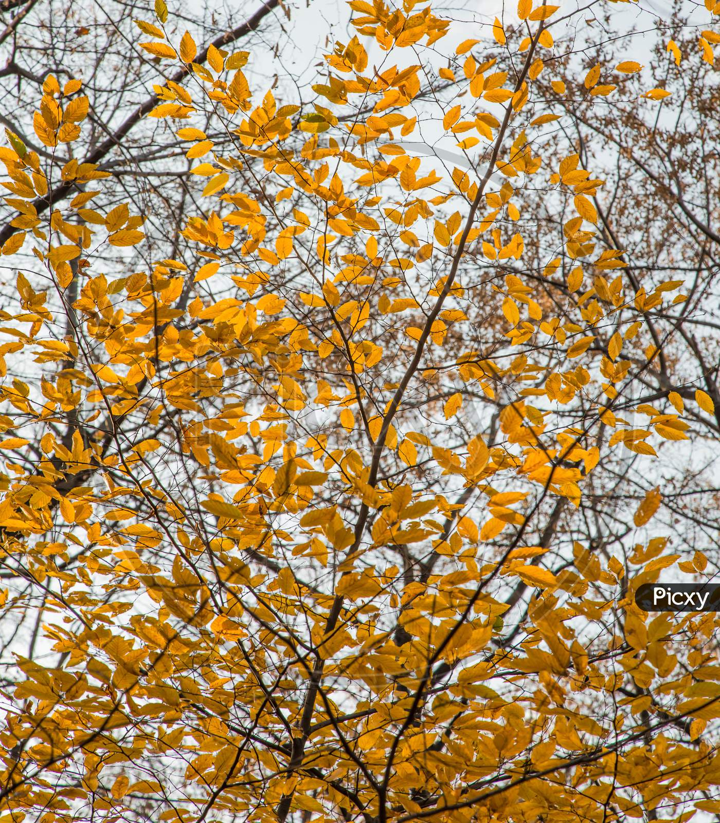 Autumn Forest Trees. Close Up. Whole Background.